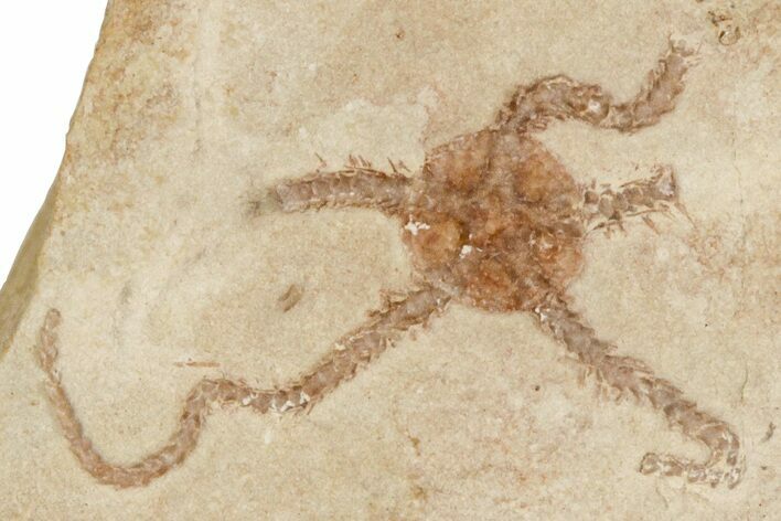 Jurassic Brittle Star Fossil - Solnhofen #256662